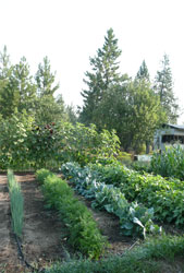 well grown home garden